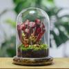 Glass Dome with Airhole Glass Cloche Bell Jar with Base Home Tabletop Display Clear Terrarium Container for Plant, Flower