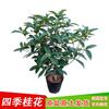 Evergreen Fragrant Osmanthus Tree Seedling