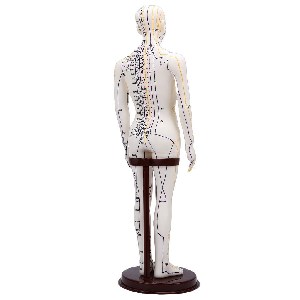 52cm Acupuncture Model 360 Degree Rotatable Arms Acupoint Body Model for Student Teaching Demonstration White Men