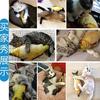 Brinquedo para Gato Peixe Erva-gateira Provocação Gato Varinha Provocação Gato Moedor de Dentes Gatinho Auto-prazer Boneca Calmante Bonecos de Dedo Suprimentos