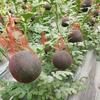 Jardinagem e paisagismo – Decoração de jardim