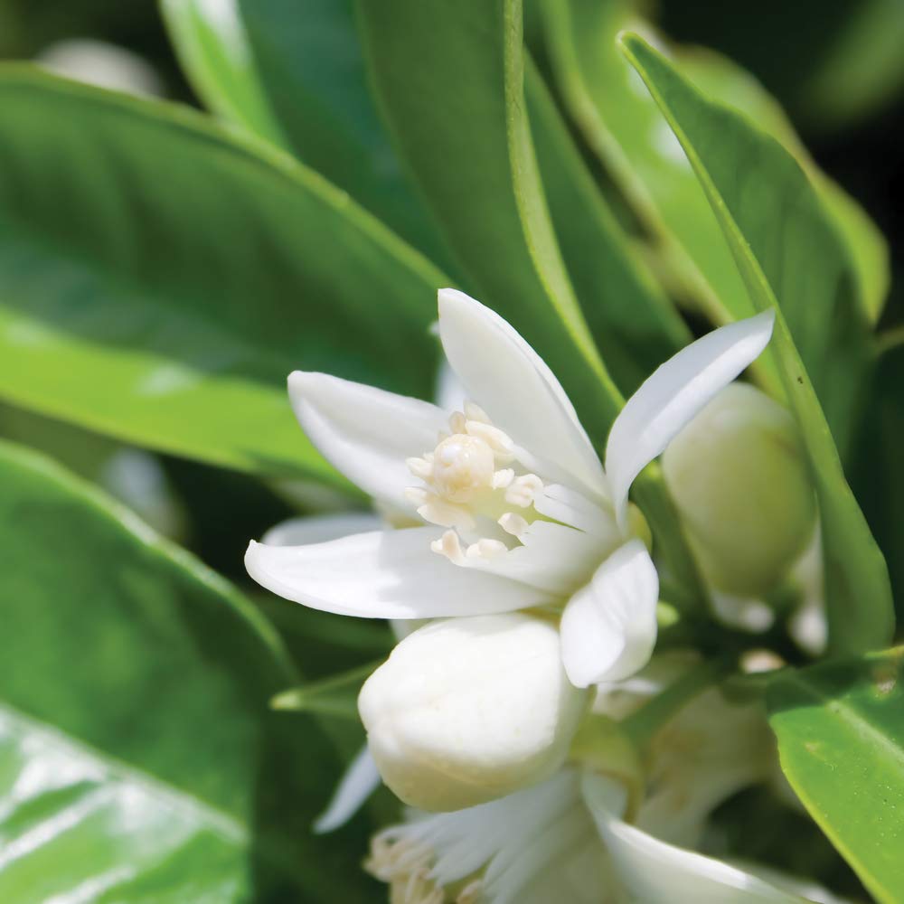 NEAL'S YARD REMEDIES Frankincense Intense Concentrate (Premium Anti-Aging Serum) 30ml