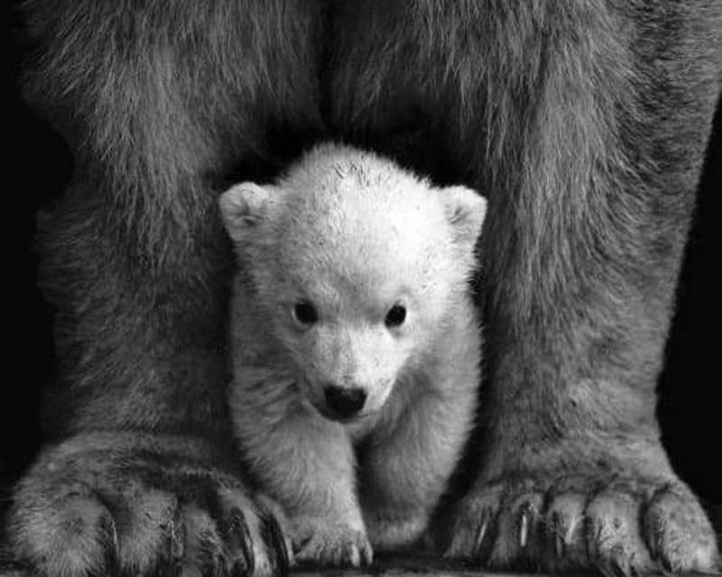 5d Diamond Painting Full Drill Square Cat Deer Animal Diamond Embroidery Flower Tree Landscape Cross Stitch Rhinestones Mosaic Wall Art