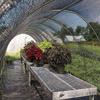 50% Sun Protection Netting, Windproof Veils with Heavy Duty Mesh Shade Eyelets Block UV Rays Plants Black (2mx4m/6.6ftx13.1ft)