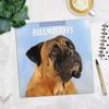 Red Robin 2026 Bullmastiffs Monthly Wall Calendar | 12" x 24" Open | Premium Thick & Sturdy Paper | Hangable 12 Month Calendar | Lined Notes & To Do