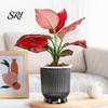 Breathable Plant Pot Self Watering Plastic Flower with Water Reservoir Easy Care Indoor Planter Wick Ropes Modern for Home Office Desktop Low
