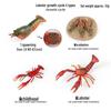 Children's Aquarium Shrimp & Lobster Simulation Set