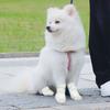 Disposable Dog Booties Waterproof Pet Paw Covers Breathable Cat Paw Protectors for Small Medium Large Dogs Cats Indoor Outdoor