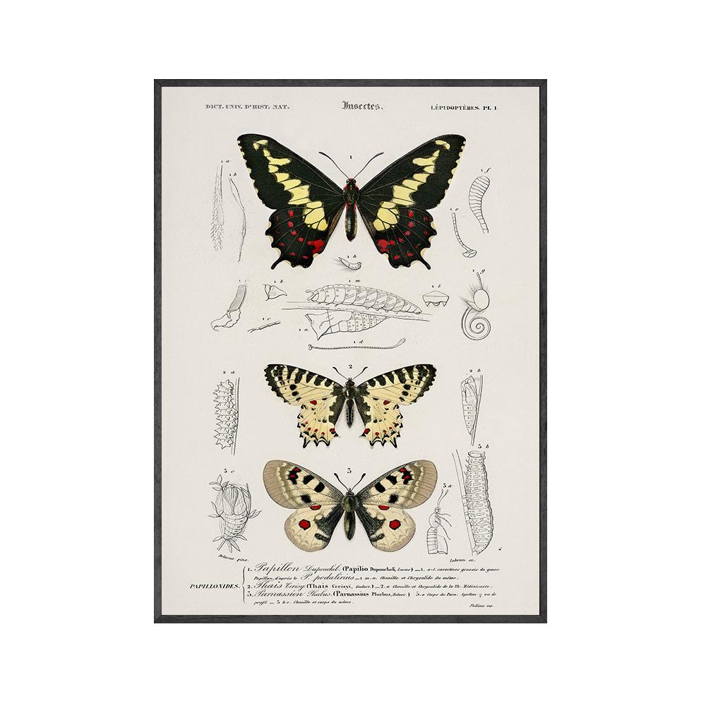 

Винтажный постер с бабочками и насекомыми, папийоны, принт на холсте, картина, образование, настенная живопись на холсте, картина для детской комнаты, домашний декор 21x30cm No Framed