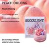 Scented Candles DIY Succulent Fragrance Indoor Lasting Fragrance