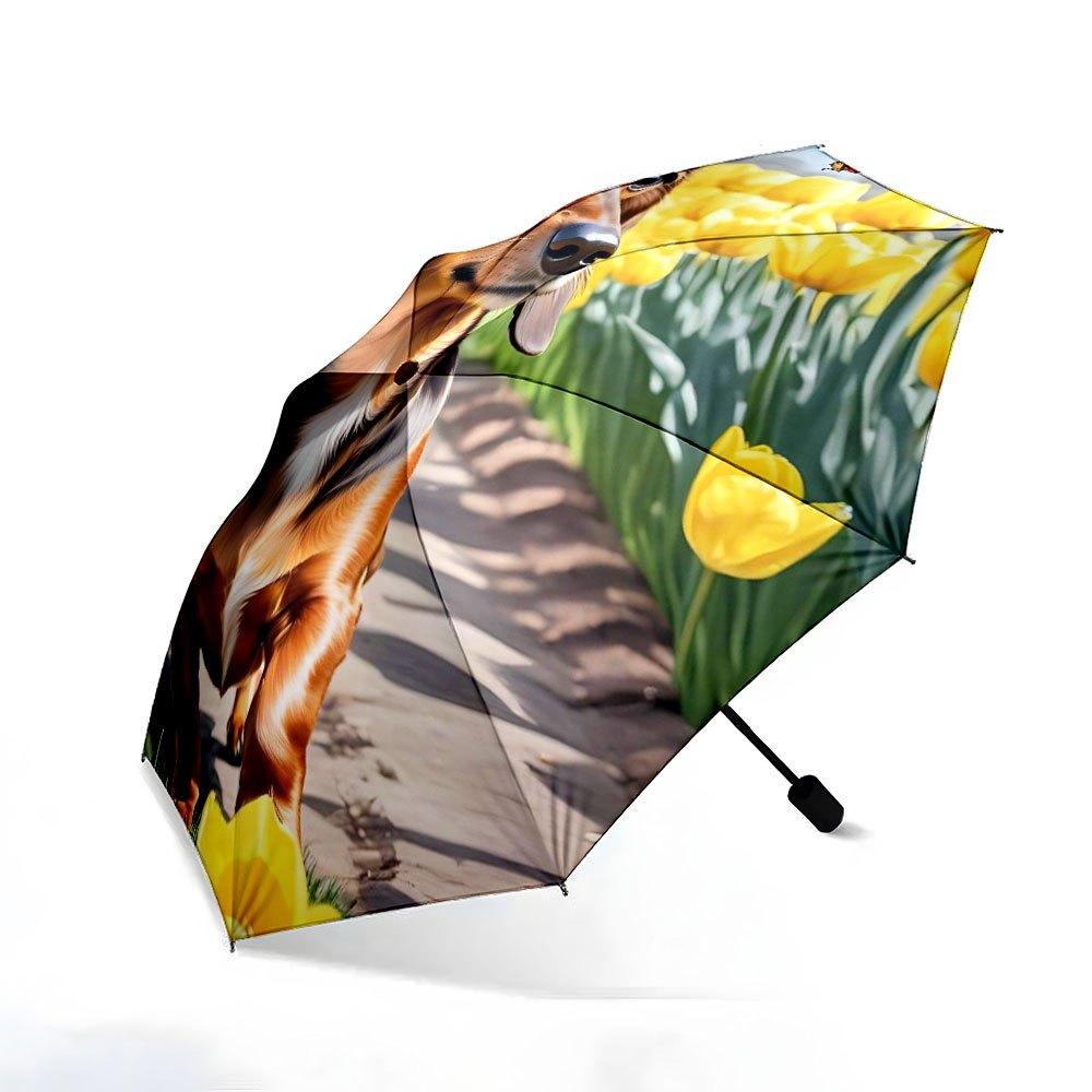 Folding umbrella Dachshund walking among yellow tulips. Creative portable folding umbrella for Christmas and other holiday