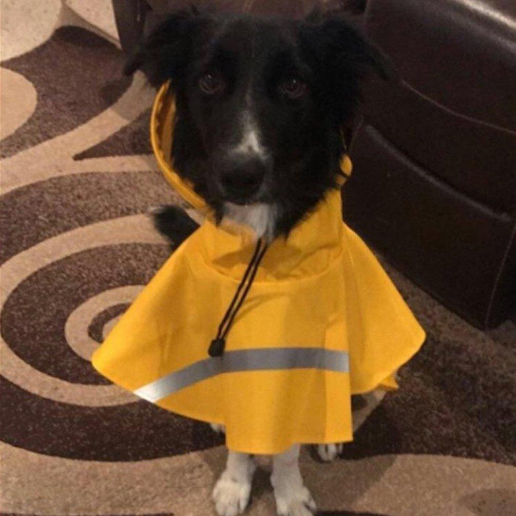 sheltie raincoat