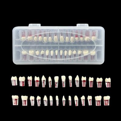Ensemble de 28 pièces Modèle dentaire endodontique Full Mouth Modèle d'étude pour la pratique du traitement de canal Racine Bloc d'étude dents Endo Résine de remplacement pour entraînement