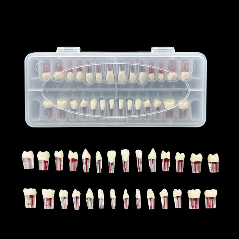 28Pcs/Set Dental Endodontic Teeth Model Full Mouth Root Canal Practice Study Model Endo Teeth Block Training Study Resin Replace