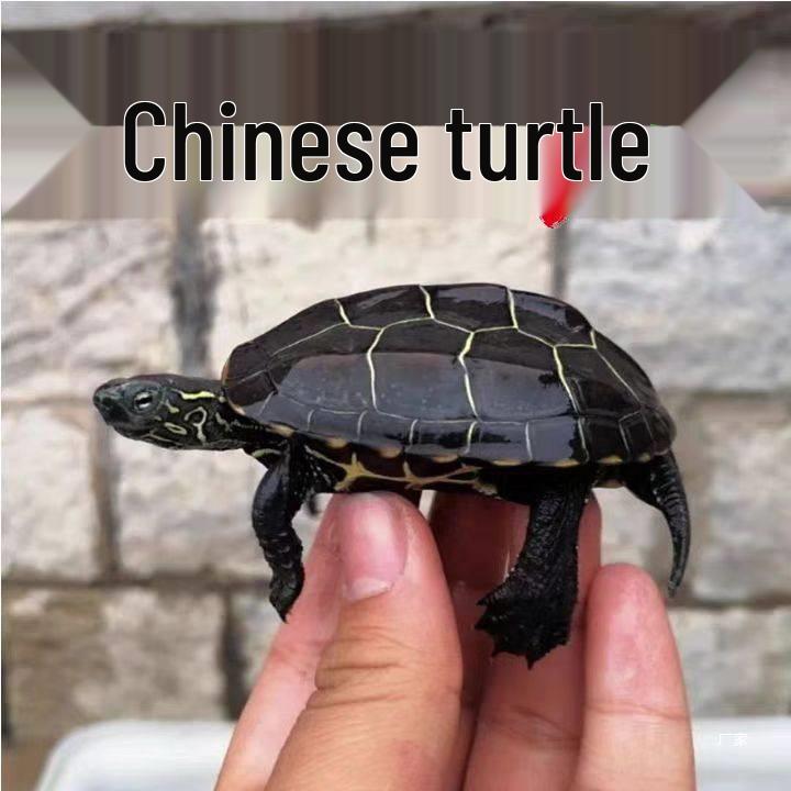 Golden Line Chinese Grass Turtle - Easy-to-Raise Omnivorous Pet for Outdoor Ponds