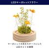 PD COLLECTION Preserved Flowers - Daisy (Japanese-made) with LED Light - Flower Gift, Present, Gift for Celebrations, Birthdays, Anniversaries,