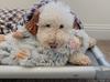 Tall Tales Plush ToyYeti PTTL0658 Grey