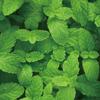 Mint Seeds, 1500 Seeds Per Bag, Aromatic Spearmint Herb Seeds for Balcony Potted & Garden Planting