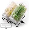 Seed Sprouting Glass Mason Jar with Stainless Steel Lid and Stand