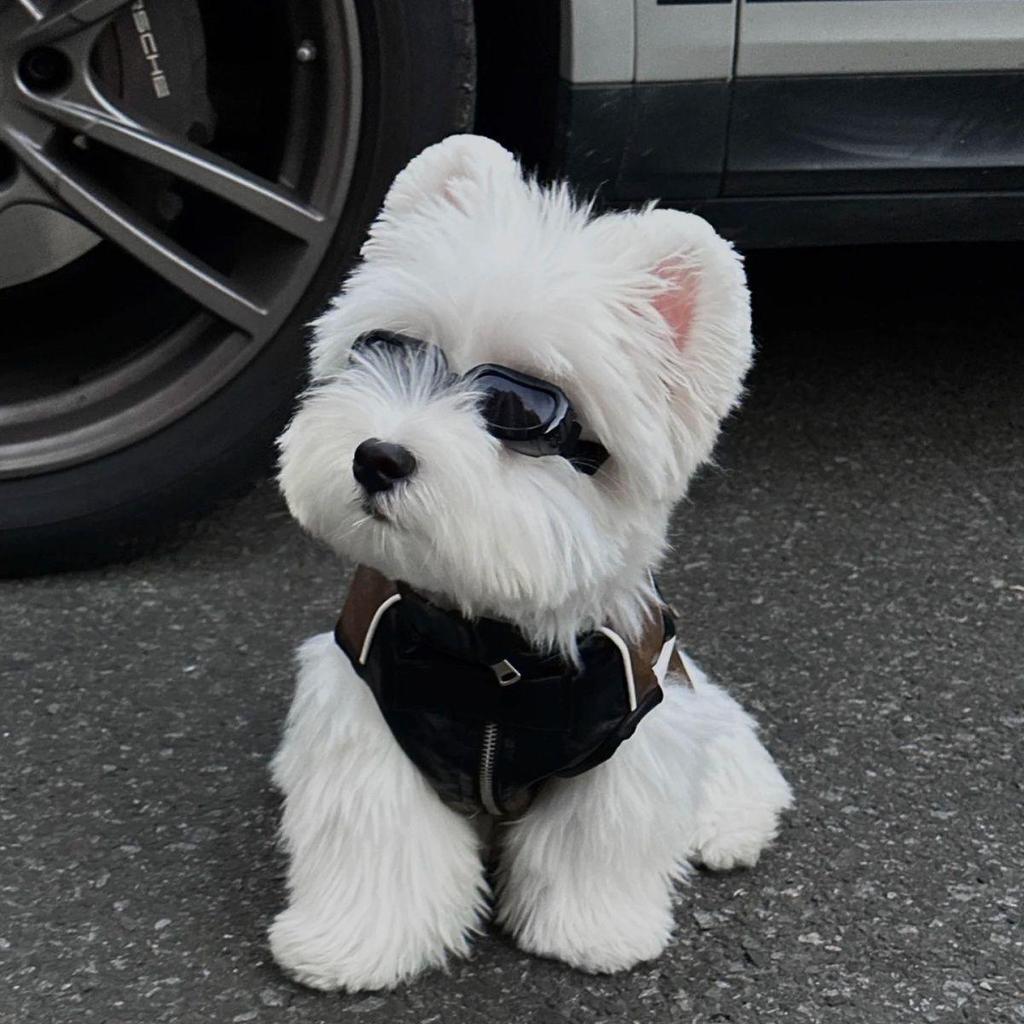 Autumn Leather Vest for Small Dogs & Cats with Leash Attachment