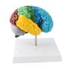Model lidského mozku Pravá hemisféra Anatomie Neurověda Výukový nástroj Barevně kódovaný pro psychologii Kognitivní vzdělávání