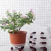 High Capacity Plant Cart Garden Container Tray With Smooth Rolling Wheels Support Large Heavy Decorative Pots