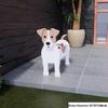Garden Art Dog and Cat Flower Pot Set