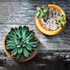Boao 2 Pcs 12 Inch Cork Plant Coaster Cork Mat Trivet for Plant Round Absorbent Corkboard Mat Pad Planter Saucers for Kitchen Dining Table Countertop