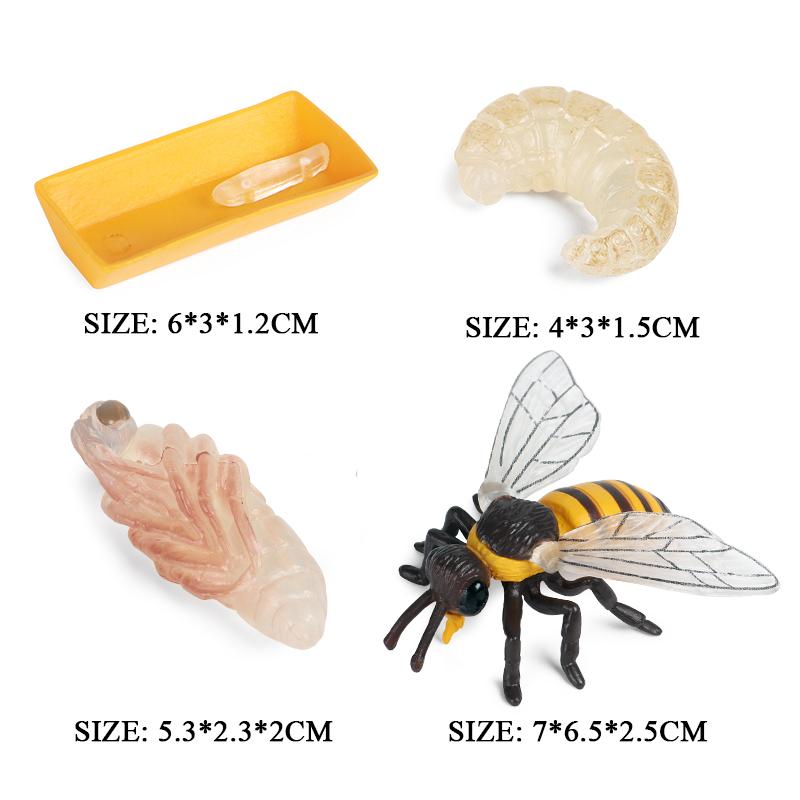 Oenux Montessori Tool Organ Vegetable Fruit Animals Brinquedo Model Action Figure Figurines Miniature Education Kid Toy Gift