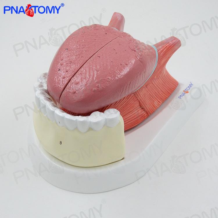 Human Tongue and Tooth Anatomy Model for Medical and Dentistry Studies 19*26*14cm
