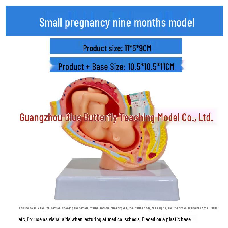 

Полноценная модель женского таза: Девятимесячное гестационное развитие