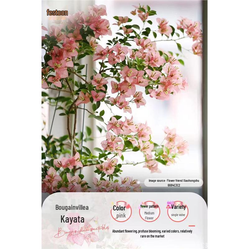 Large Bougainvillea Climbing Plant with Flowers - Indoor/Outdoor Greenery for Balcony and Courtyard
