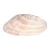 Decorative Shell Shape Home Decor Jewelry Storage Tray Storage Container Storage Holder Art Craft