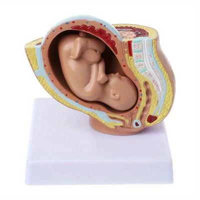 Medical Props Model 9th Month Baby Fetus Foetus Pregnancy Human Pregnancy Fetal Development Medical Model.