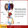 Modello Anatomico Genitourinario Maschile: Apparato Urinario Umano