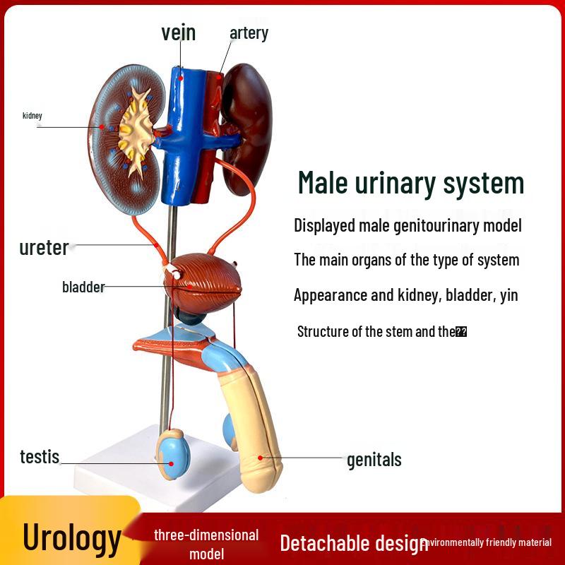 Modello Anatomico Genitourinario Maschile: Apparato Urinario Umano