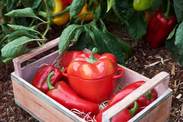 Staub Cocotte 12cm Ceramic Heat Resistant Pottery Microwave Safe Japanese Ceramic Pepper Cocotte "Paprika Orange" [Authorized Product] 40500-325