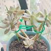 Plant Support Clips for Climbing Plants Reusable Gentle Plant Ties Garden Vine Support Clips for Indoor Outdoor Gardening or Plant Organization