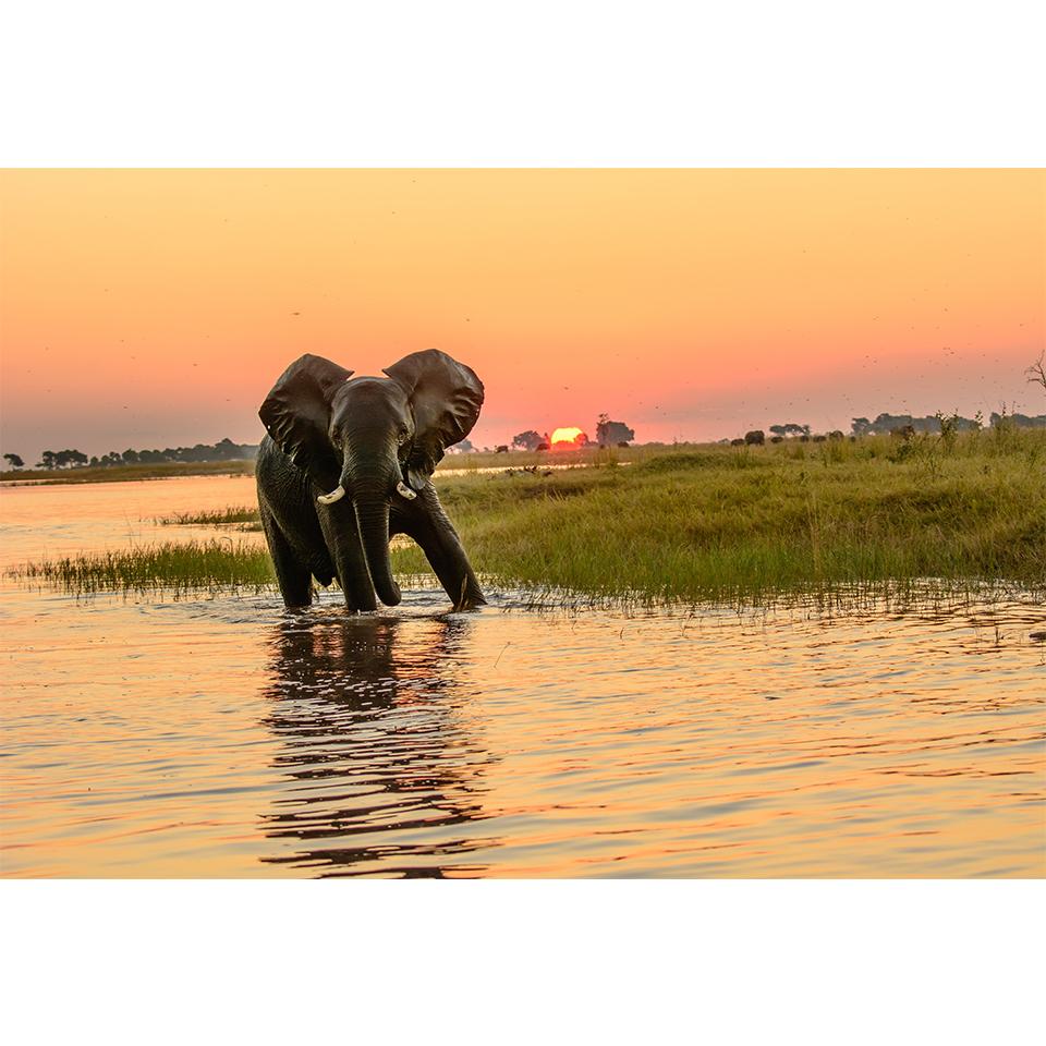 5D-Diamantgemälde zum Selbermachen, Tier-Strass-Bilder, Kreuzstich-Set, voller Diamant-Stickerei, Elefant, Mosaik, Geschenk, Heimdekoration