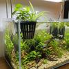 Soilless Cultivation Aquarium Plant Holder Top Hanging Aquarium Planter Cups  Planted Tank