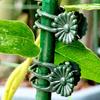 100Pcs Orchid Stem Clamp Versatile Stable Eco-friendly Plant Support Clips for Healthier Productive Plants