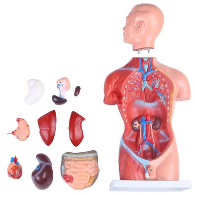 Menschliches Körpermodell Modell Echter Typ Anatomisches Modell Menschliche Anatomie Diagramm Innere Organe Präparat Abnehmbare Teile Lehrmaterial Schule Krankenhaus