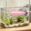 Betta Hammock Shell, Fish Hammock with Suction Cup, Betta Fish Resting Platform, Aquarium Accessory for Betta Fish Sleeping Resting Hiding Playing