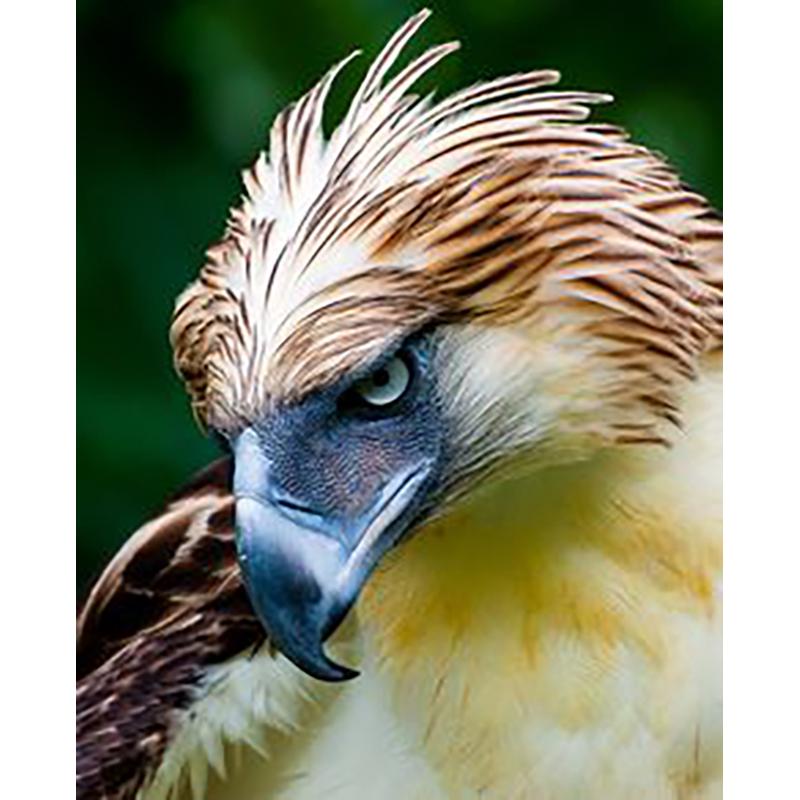 

Diy Eagle 5D алмазная живопись полная круглая дрель птицы Алмазная вышивка наборы крестиков стразы настенное искусство домашний декор подарок Full Round 20x30CM