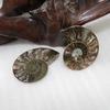 Elegant Pair Natural Ammonite Fossil Conch Specimen For Healing And Home Decor
