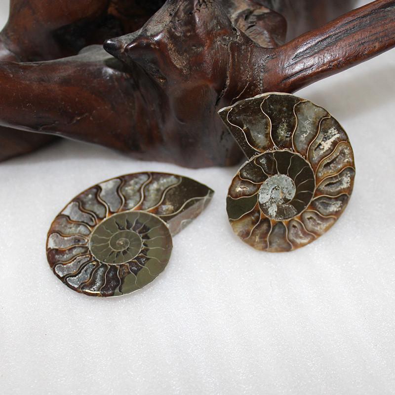 Elegant Pair Natural Ammonite Fossil Conch Specimen For Healing And Home Decor