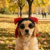 Giyim ve ayakkabı – Köpek için şapkalar