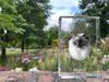 Ragdoll – Crystal with a picture of a cat, photo in glass | Art-Dog