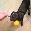 A Dog Toy Ball with Rope Practice and Reward for Dogs, Equipped with a Handle, Used for Training Throwing Toys, Tugboat Toys, Dog Toys