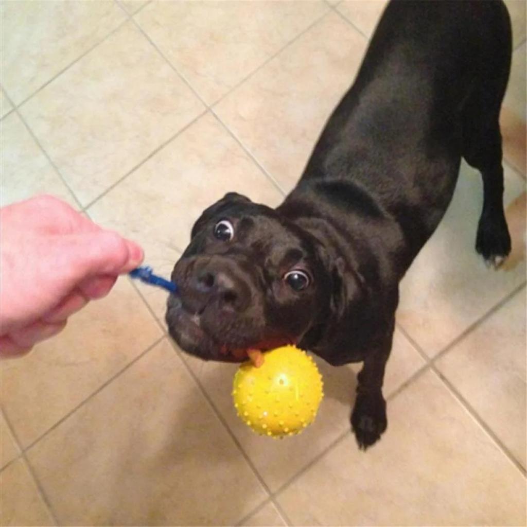 A Dog Toy Ball with Rope Practice and Reward for Dogs, Equipped with a Handle, Used for Training Throwing Toys, Tugboat Toys, Dog Toys